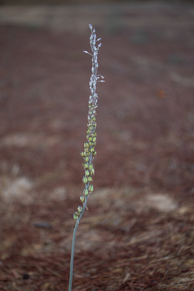 DPPhotography - Andalucia - Sea squill, Drimia maritima - D.jpg - Sea squill, Drimia maritima - Doñana National Park