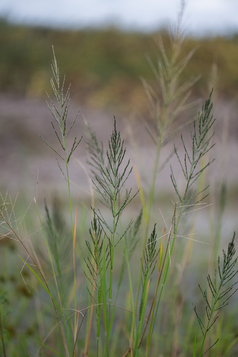 DPPhotography - Andalucia - Sprangletop, Diplachne fusca - A.jpg - Sprangletop, Diplachne fusca - Doñana National Park