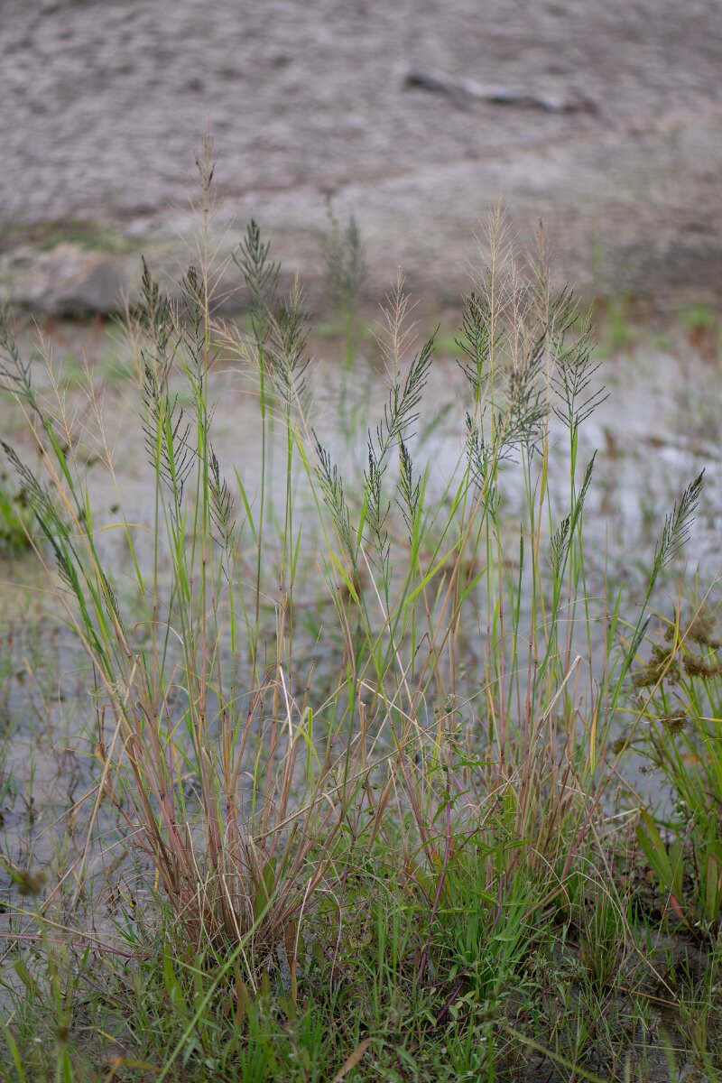 DPPhotography - Andalucia - Sprangletop, Diplachne fusca - B.jpg - Sprangletop, Diplachne fusca - Doñana National Park