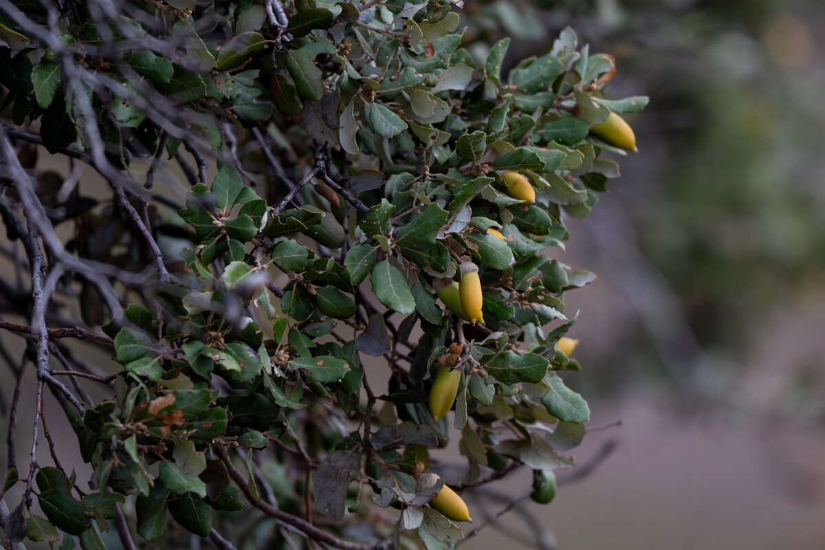 DPPhotography - Andalucia - Sweet acorn oak, Quercus rotundifolia - B.jpg - Sweet acorn oak, Quercus rotundifolia- Sierra de Andújar