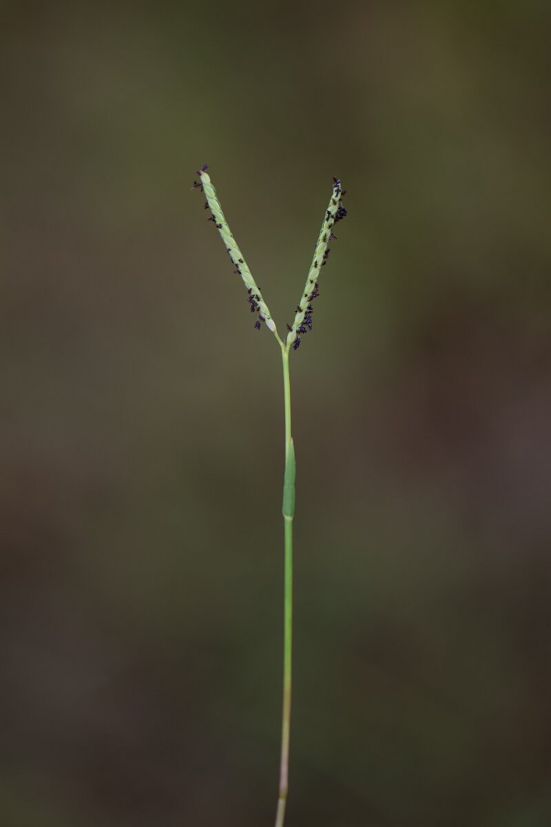 DPPhotography - Andalucia - Water finger-grass, Paspalum distichum - B.jpg - Water finger-grass, Paspalum distichum - Doñana National Park