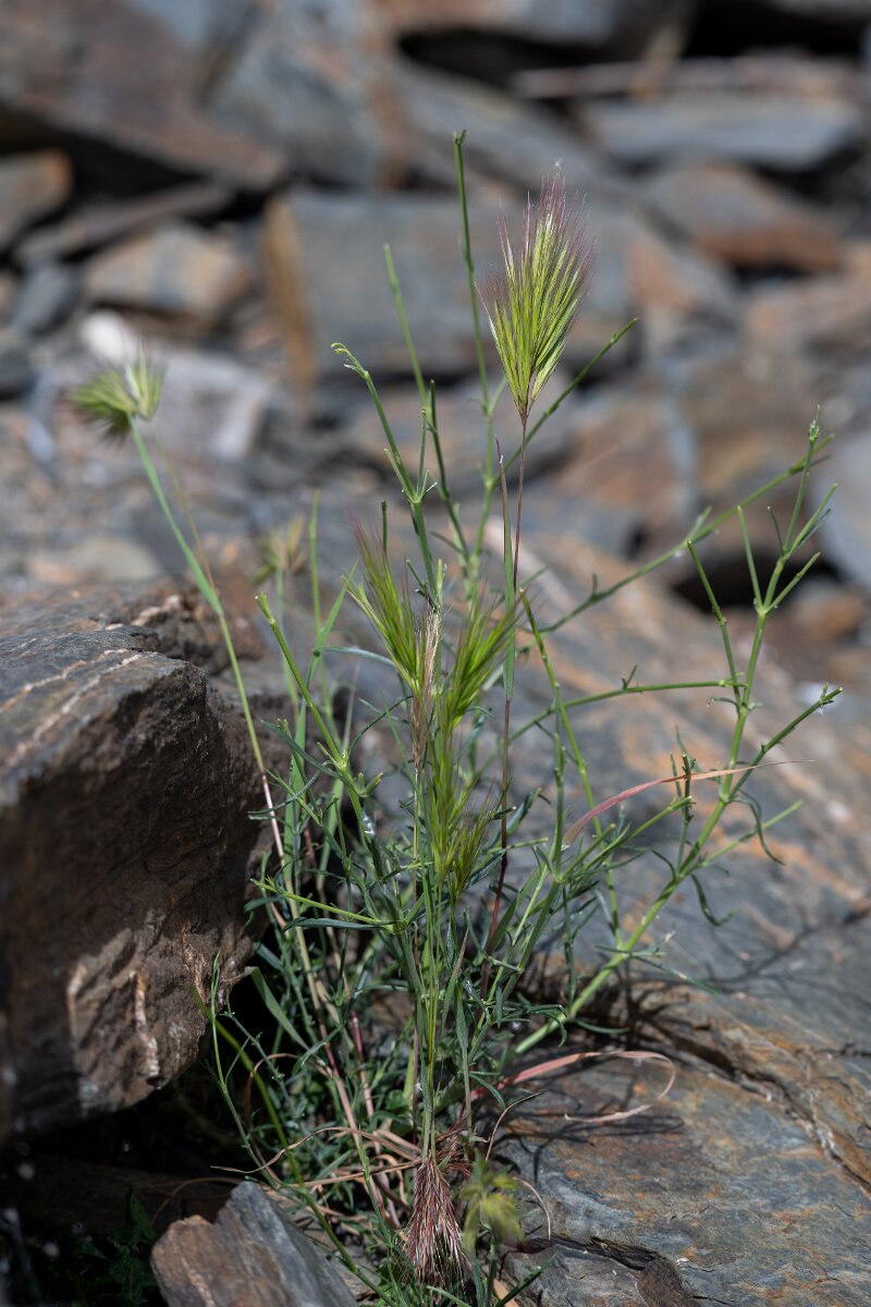 DPPhotography - Extremadura - Bromus rubens - B.jpg - Foxtail brome, Bromus madritensis rubens - Puentes de Don Francisco, Embalse de José María de Oriol
