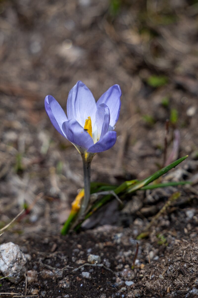 DPPhotography - Extremadura - Crocus carpetanus - A.jpg - Crocus carpetanus - La Covatilla, Sierra de Bejar, Castilla y León