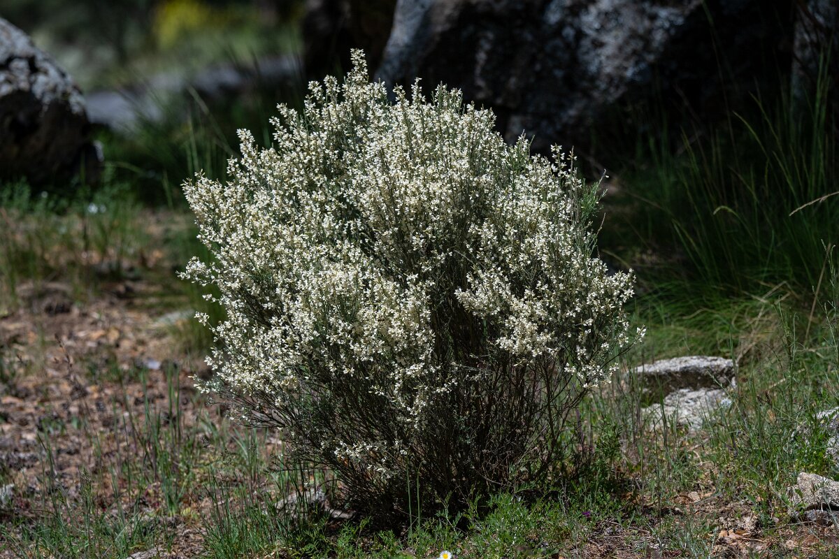 DPPhotography - Extremadura - Cytisus multiflorus - A.jpg - White broom, Cytisus multiflorus - Rio Tormes, Castilla y León
