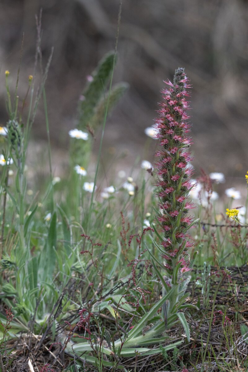 DPPhotography - Extremadura - Echium lusitanicum - B.jpg - Echium lusitanicum - Rio Tormes, Castilla y León