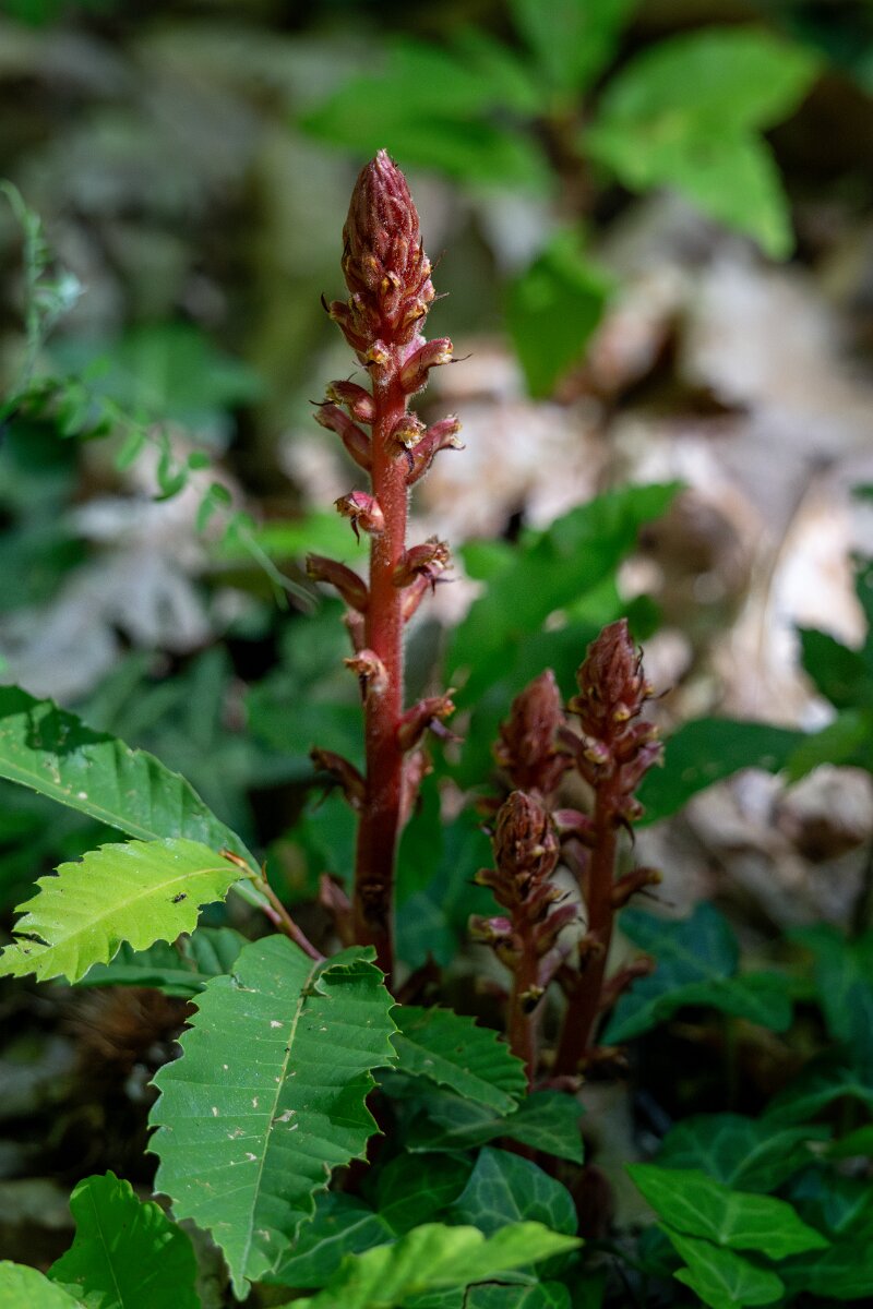 DPPhotography - Extremadura - Ivy broomrape - A.jpg - Ivy broomrape, Orobanche hederae - Castañar Gallego de Hervas, Extremadura