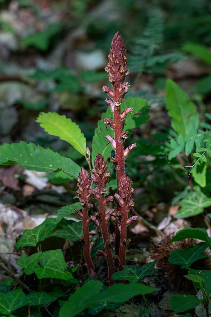 DPPhotography - Extremadura - Ivy broomrape - C.jpg - Ivy broomrape, Orobanche hederae - Castañar Gallego de Hervas, Extremadura