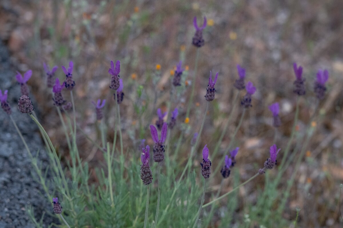 DPPhotography - Extremadura - Lavandula pedunculata - B.jpg - Lavandula pedunculata - Portilla del Tietar, Extremadura