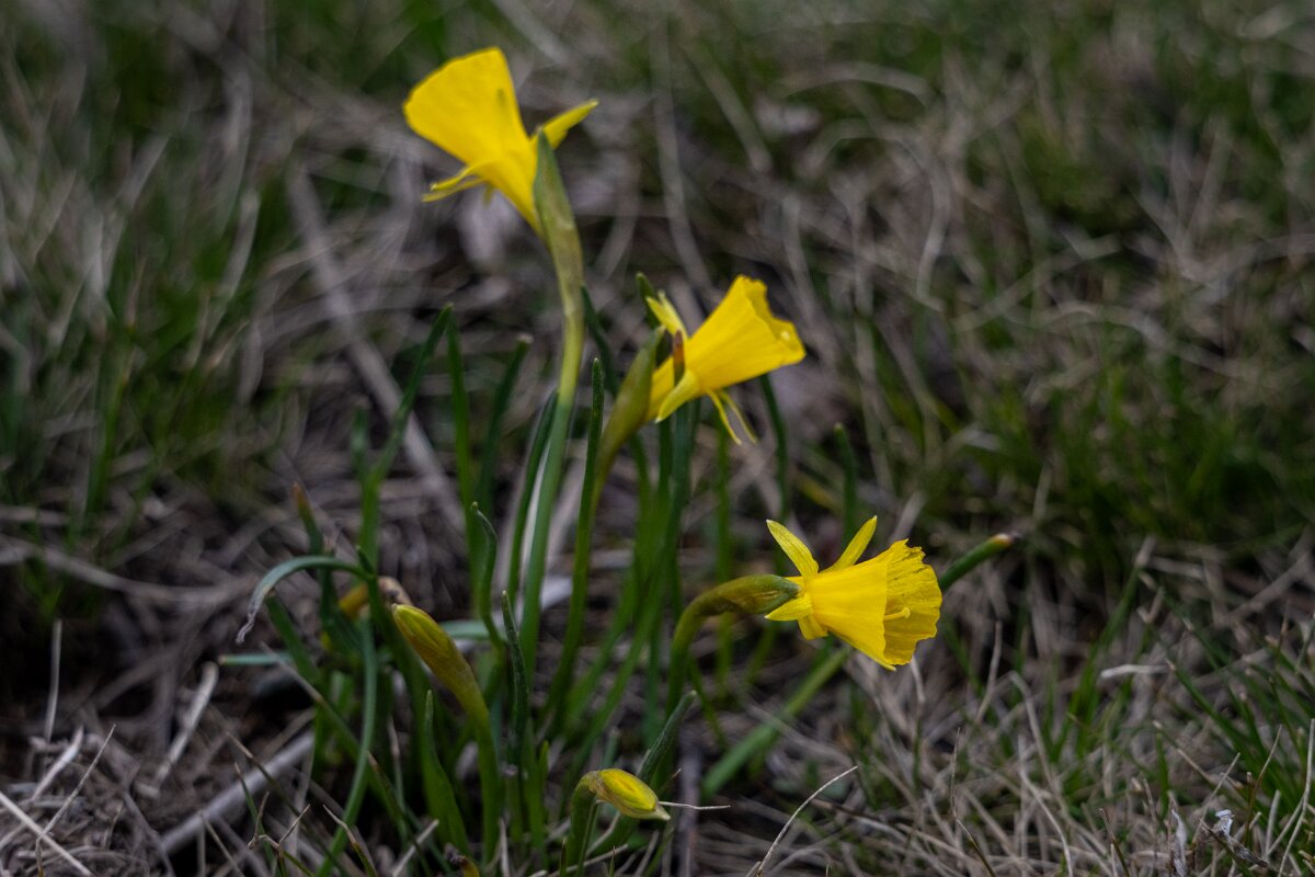DPPhotography - Extremadura - Narcissus bulbocodium - A.jpg - Hoop-petticoat daffodil, Narcissus bulbocodium - La Covatilla, Sierra de Bejar, Castilla y León