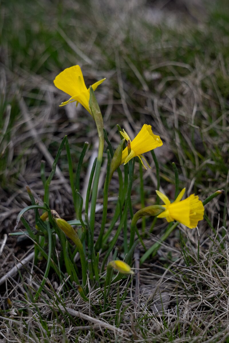 DPPhotography - Extremadura - Narcissus bulbocodium - B.jpg - Hoop-petticoat daffodil, Narcissus bulbocodium - La Covatilla, Sierra de Bejar, Castilla y León