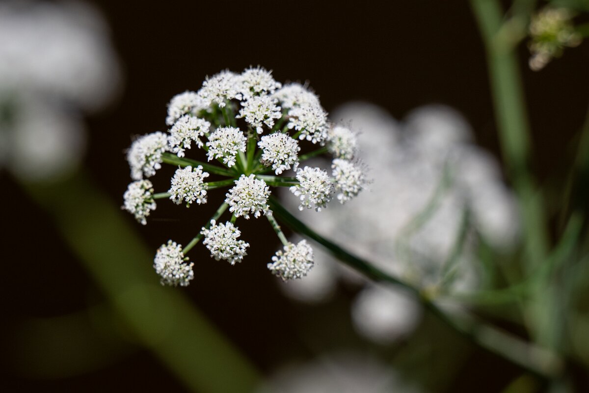 DPPhotography - Extremadura - Oenanthe crocata - A.jpg - Hemlock water-dropwort, Oenanthe crocata - Río Magasca, Extremadura