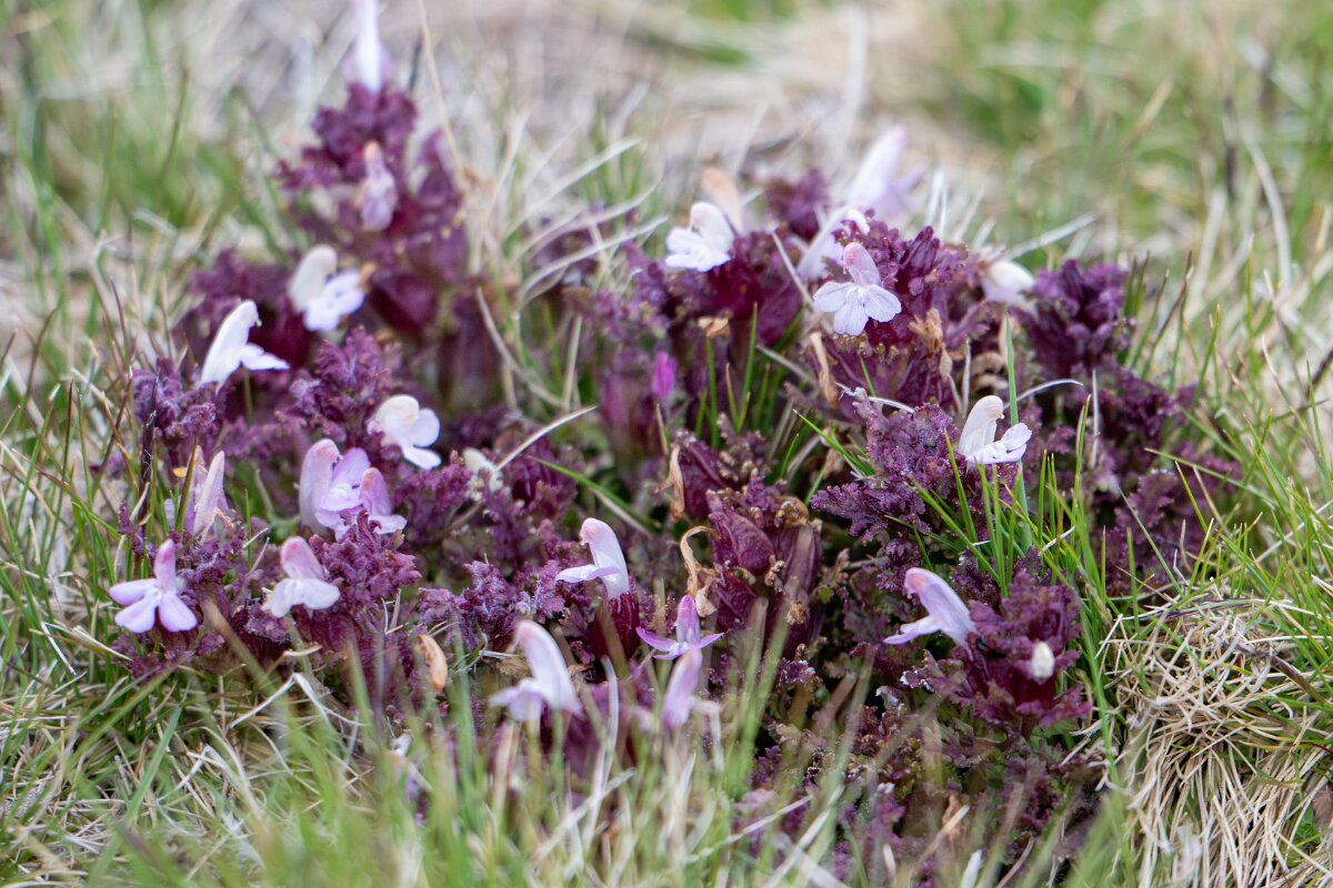 DPPhotography - Extremadura - Pedicularis sylvatica - A.jpg - Common lousewort, Pedicularis sylvatica - La Covatilla, Sierra de Bejar, Castilla y León