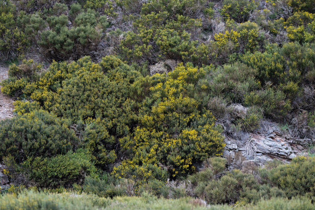 DPPhotography - Extremadura - Pyrenean broom - A.jpg - Pyrenean Broom, Cytisus oromediterraneus - La Covatilla, Sierra de Bejar, Castilla y León