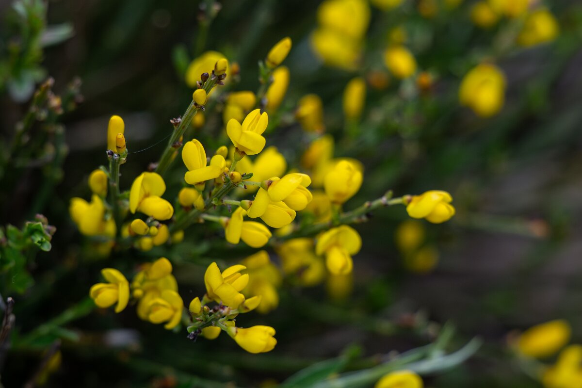 DPPhotography - Extremadura - Pyrenean broom - E.jpg - Pyrenean Broom, Cytisus oromediterraneus - La Covatilla, Sierra de Bejar, Castilla y León