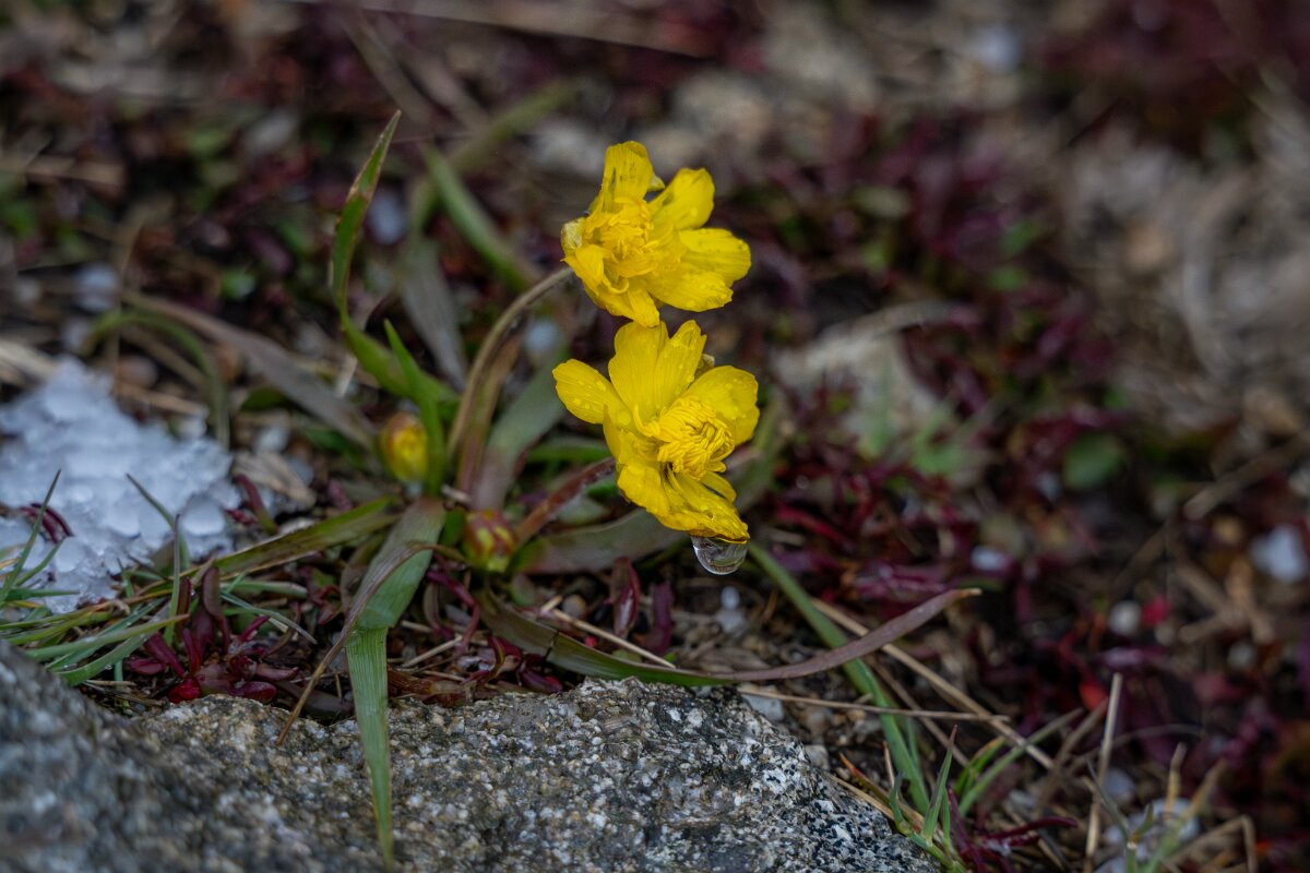 DPPhotography - Extremadura - Ranunculus gramineus - B.jpg - Ranunculus gramineus -  Plataforma de Gredos, Castilla y León