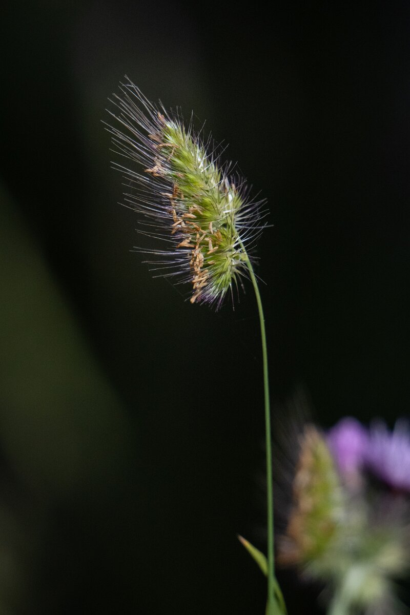 DPPhotography - Extremadura - Rough dogstail - B.jpg - Rough dogstail, Cynosurus echinatus - Castillo de Monfrague, Extremadura