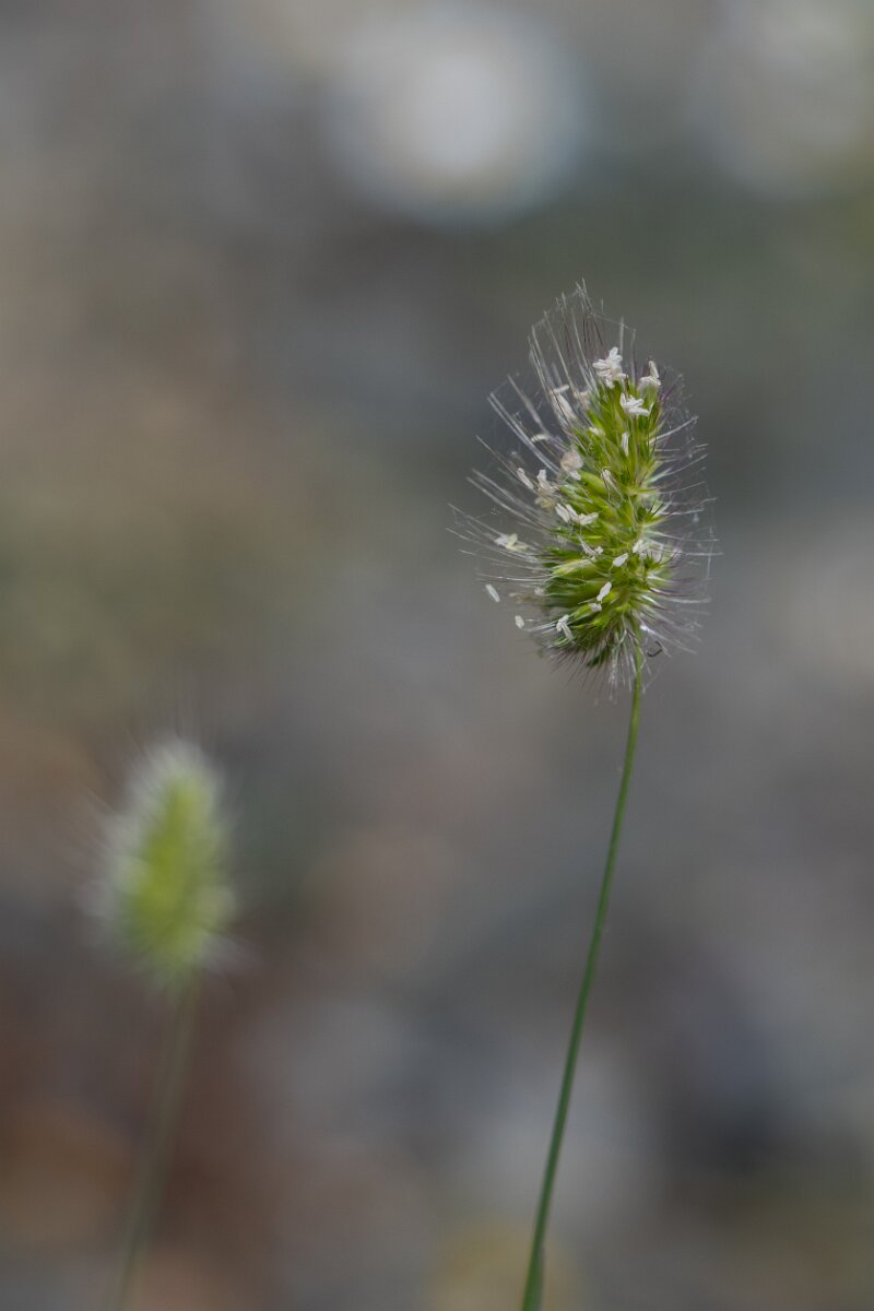 DPPhotography - Extremadura - Rough dogstail - C.jpg - Rough dogstail, Cynosurus echinatus - Puentes de Don Francisco, Embalse de José María de Oriol