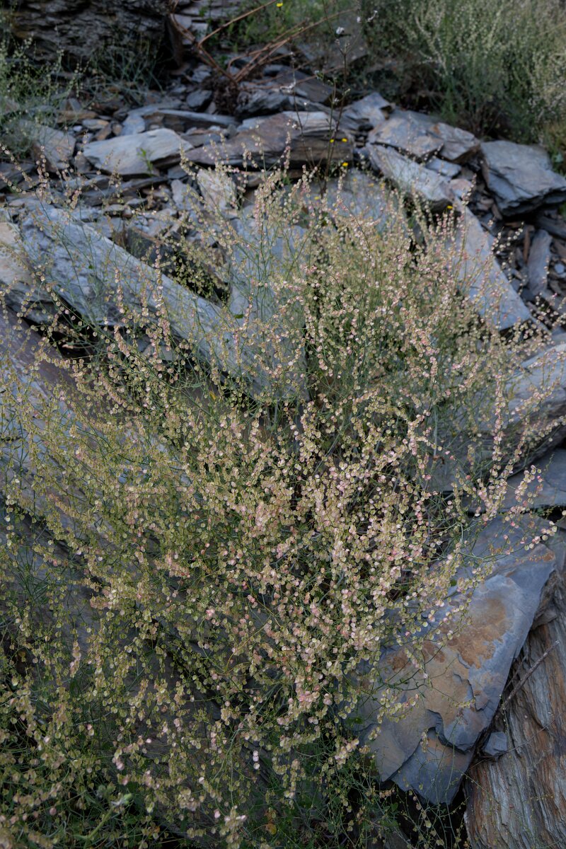 DPPhotography - Extremadura - Rumex induratus - A.jpg - Rumex induratus - Puentes de Don Francisco, Embalse de José María de Oriol