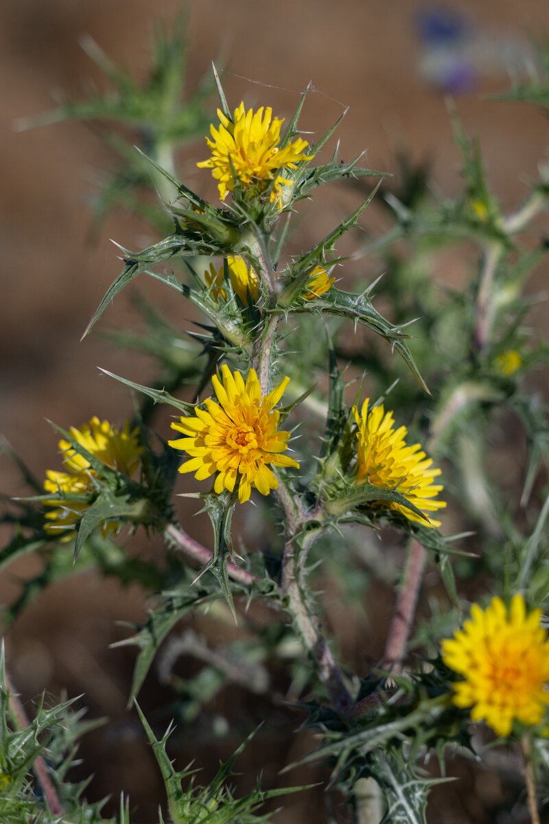 DPPhotography - Extremadura - Scolymus hispanica - A.jpg - Scolymus hispanicus - Trujillo Plains, Extremadura