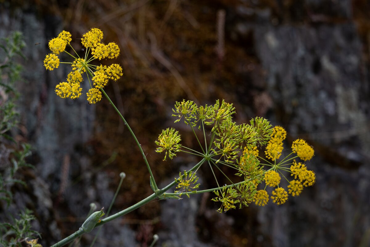 DPPhotography - Extremadura - Thapsia villosa - A.jpg - Thapsia villosa, flower - Puentes de Don Francisco, Embalse de José María de Oriol