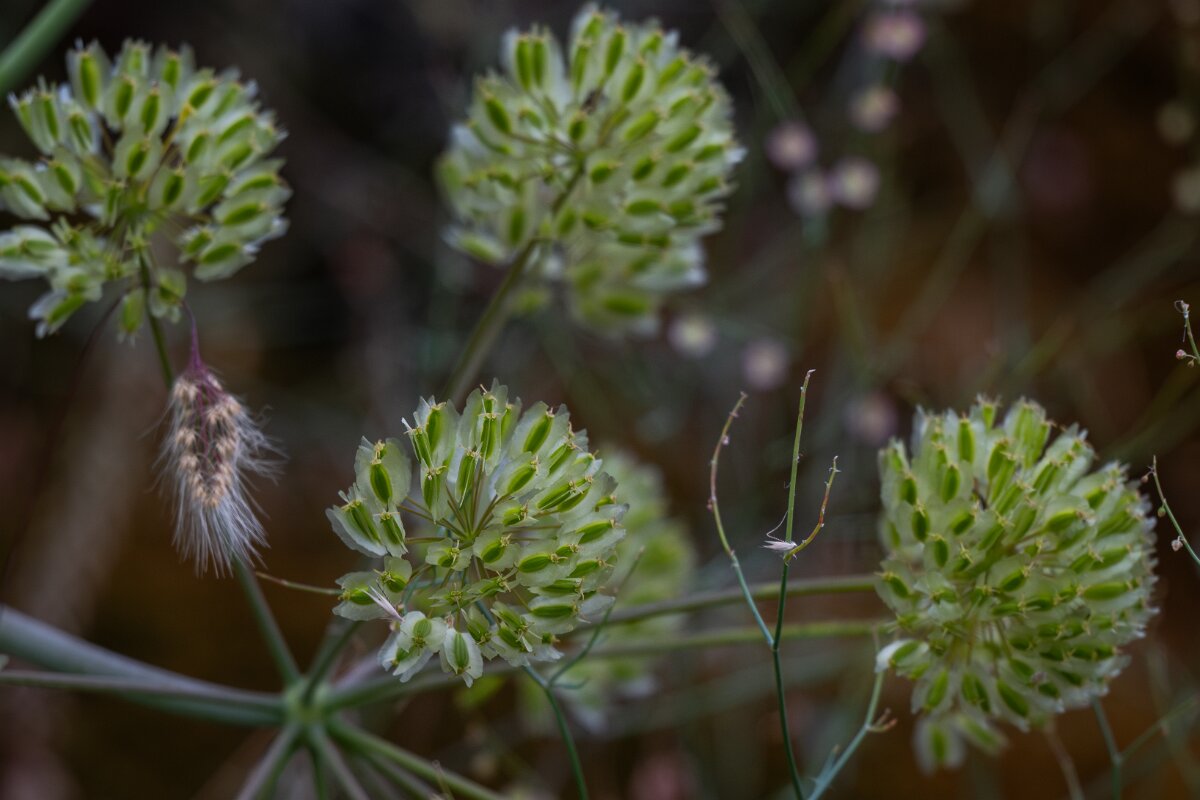 DPPhotography - Extremadura - Thapsia villosa - B.jpg - Thapsia villosa, seedhead - Puentes de Don Francisco, Embalse de José María de Oriol