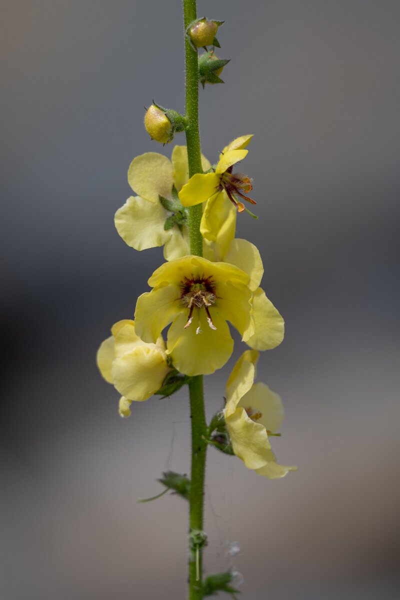 DPPhotography - Extremadura - Verbascum virgatum - A.jpg - Twiggy mullein, Verbascum virgatum - Puentes de Don Francisco, Embalse de José María de Oriol