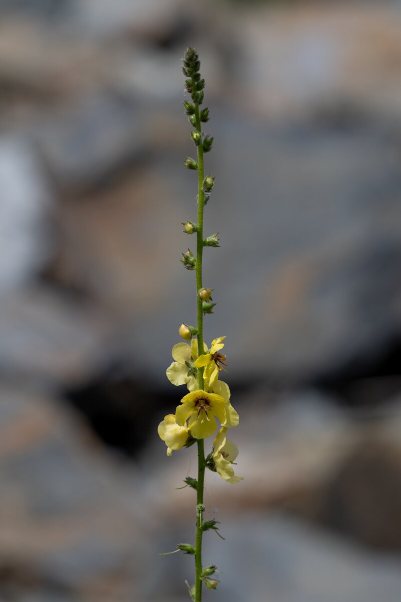 DPPhotography - Extremadura - Verbascum virgatum - B.jpg - Twiggy mullein, Verbascum virgatum - Puentes de Don Francisco, Embalse de José María de Oriol