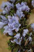 DPPhotography - Andalucia - Autumn mandrake, Mandragora autumnalis - B