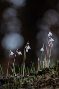 DPPhotography - Andalucia - Autumn snowflake, Acis autumnalis - B