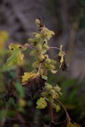 DPPhotography - Andalucia - Common cocklebur, Xanthium orientale - A