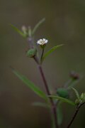 DPPhotography - Andalucia - False daisy, Eclipta prostrata - A