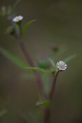 DPPhotography - Andalucia - False daisy, Eclipta prostrata - B