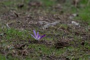 DPPhotography - Andalucia - False meadow saffron, Colchicum montanum - B