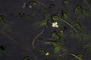 DPPhotography - Andalucia - Pond water-crowfoot, Ranunculus peltatus - C