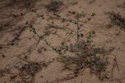 DPPhotography - Andalucia - Rush skeletonweed, Chondrilla juncea - C