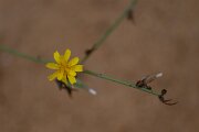 DPPhotography - Andalucia - Rush skeletonweed, Chondrilla juncea - D