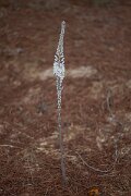 DPPhotography - Andalucia - Sea squill, Drimia maritima - C