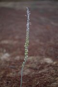 DPPhotography - Andalucia - Sea squill, Drimia maritima - D