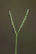 DPPhotography - Andalucia - Water finger-grass, Paspalum distichum - A