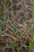 DPPhotography - Andalucia - Water finger-grass, Paspalum distichum - D