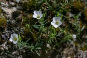 DPPhotography - Extremadura - Arenaria montana - B