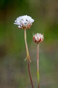 DPPhotography - Extremadura - Armeria transmontana - A