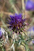 DPPhotography - Extremadura - Cynara humilis - A