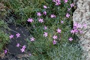 DPPhotography - Extremadura - Dianthus laricifolius - A