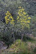 DPPhotography - Extremadura - Ferula communis - A