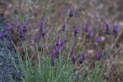 DPPhotography - Extremadura - Lavandula pedunculata - B