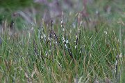 DPPhotography - Extremadura - Mat grass - A