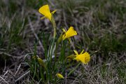 DPPhotography - Extremadura - Narcissus bulbocodium - A