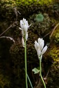 DPPhotography - Extremadura - Ornithogalum concinnum - C