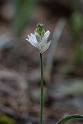 DPPhotography - Extremadura - Ornithogalum concinnum - D